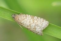 Isotrias stramentana