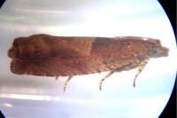 Epinotia tenerana