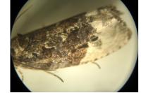 Hedya nubiferana