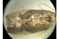 Hedya nubiferana