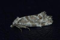 Aethes languidana