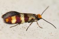 Micropterix aglaella