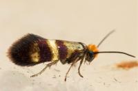 Micropterix aglaella
