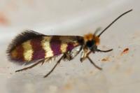 Micropterix aglaella