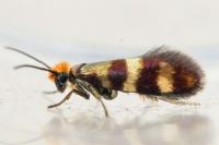 Micropterix aglaella