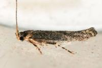 Coccidiphila