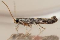 Coccidiphila