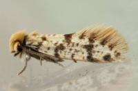 Eumasia parietariella