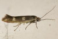 Scythris scopolella
