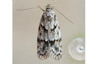 Symmoca signatella