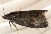 Cydia fagiglandana/splendana