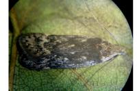 Anacampsis populella