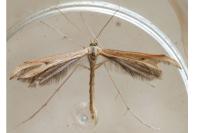 Emmelina monodactyla