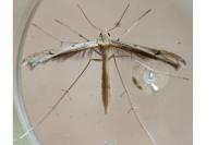 Stenoptilia