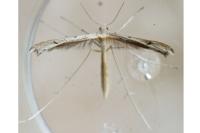 Stenoptilia