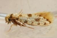 Eumasia parietariella