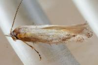 Bucculatrix