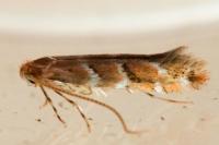 Cameraria ohridella