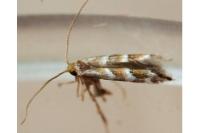 Cameraria ohridella