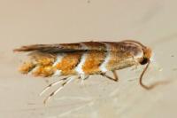 Cameraria ohridella