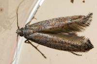 Ochromolopis staintonellus