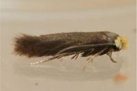 Stigmella