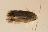Stigmella