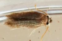 Stigmella