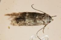 Sorhagenia