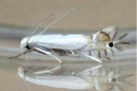 Phyllocnistis