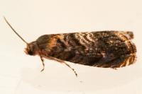 Grapholita janthinana