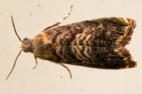 Grapholita janthinana