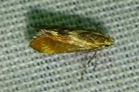 Metalampra