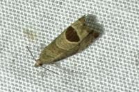 Notocelia uddmanniana