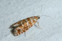Rhyacionia miniatana