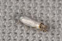 Leucoptera spartifoliella