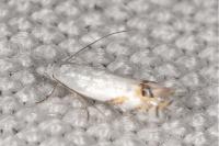 Leucoptera spartifoliella