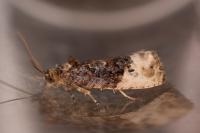Hedya nubiferana