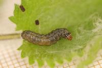 Cnephasia asseclana