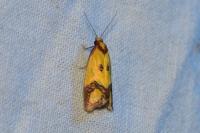 Agapeta zoegana
