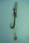 Coleophora brunneosignata