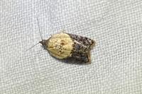 Acleris variegana