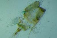 Syndemis musculana