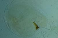 Syndemis musculana