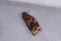 Archips xylosteana