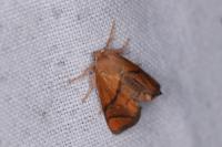 Apoda limacodes