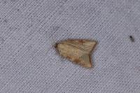 Aleimma loeflingiana