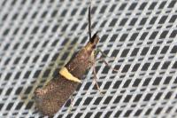 Eidophasia messingiella