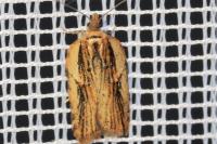 Acleris hastiana