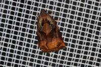 Archips podana